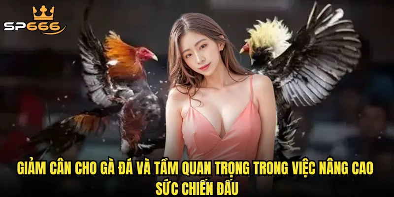 Giảm cân cho gà đá cựa sắt: Có thật sự quyết định thắng thua trên võ đài? 2 Giảm cân cho gà đá và tầm quan trọng trong việc nâng cao sức chiến đấu