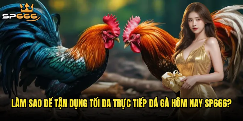 Làm sao để tận dụng tối đa trực tiếp đá gà hôm nay Sp666?