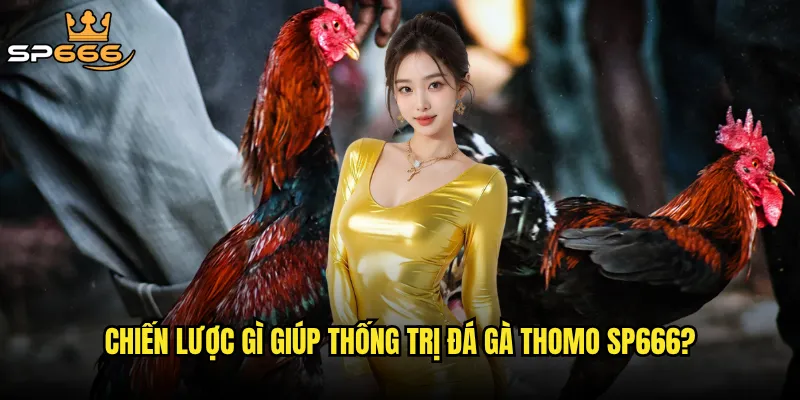 Chiến lược gì giúp thống trị đá gà Thomo Sp666?