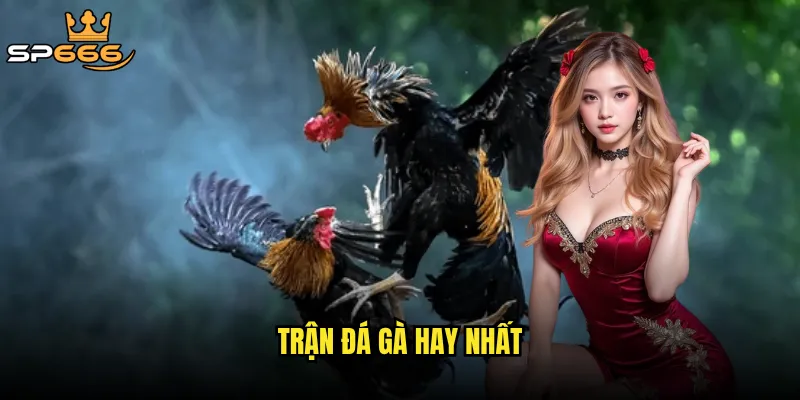 trận đá gà hay nhất