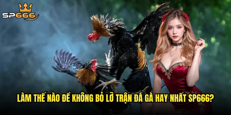 Làm thế nào để không bỏ lỡ trận đá gà hay nhất Sp666?
