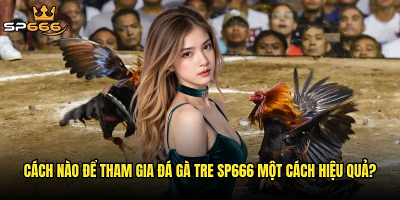 Cách nào để tham gia đá gà tre Sp666 một cách hiệu quả?